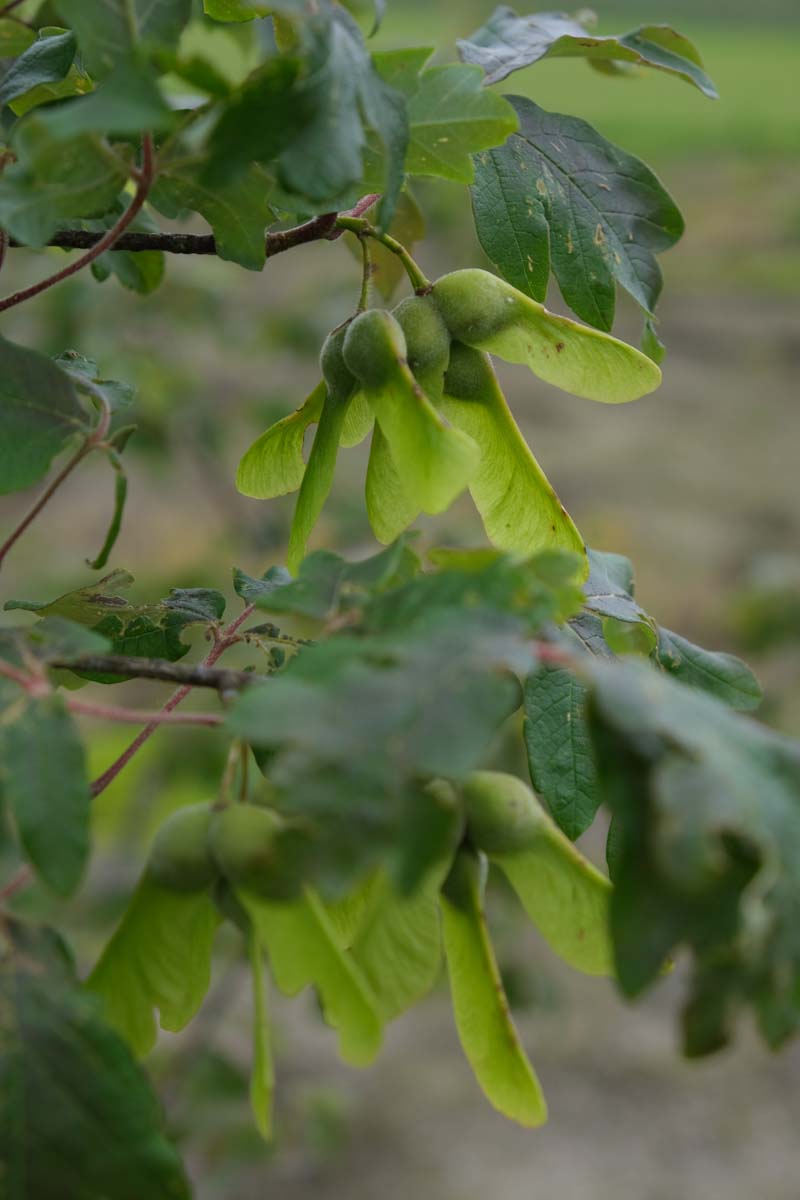 Acer griseum haagplant zaaddoos