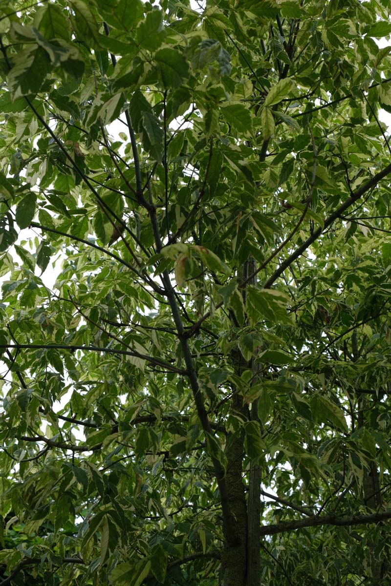 Acer negundo 'Aureomarginatum' Tuinplanten blad