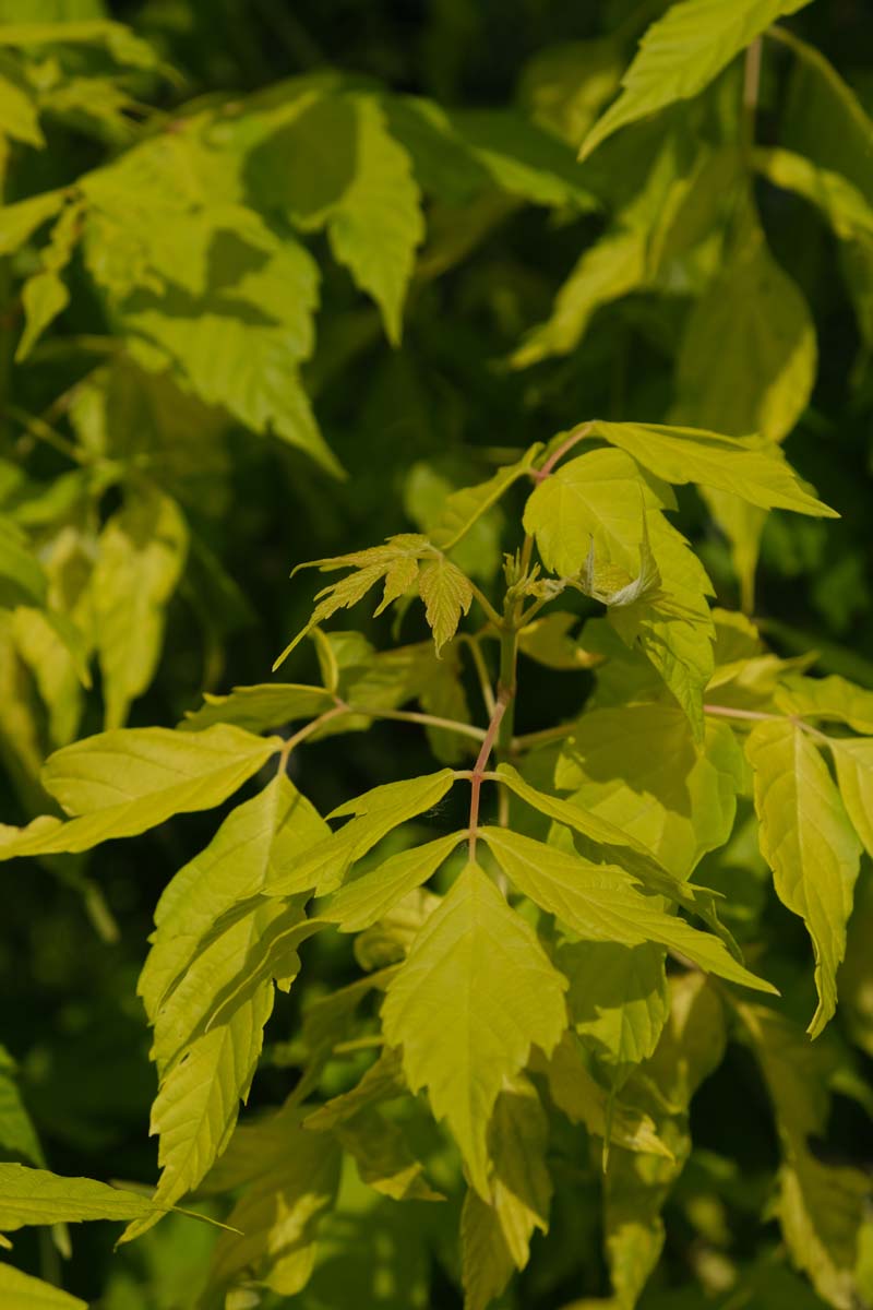 Acer negundo 'Kelly's Gold' meerstammig / struik blad