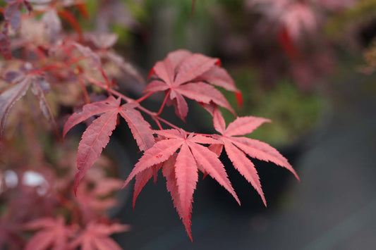 Acer palmatum 'Atropurpureum' haagplant blad