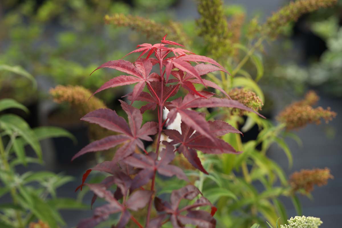 Acer palmatum 'Atropurpureum' haagplant blad
