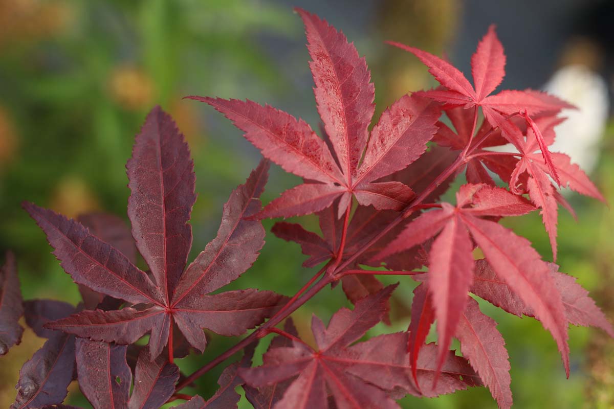 Acer palmatum 'Atropurpureum' haagplant blad