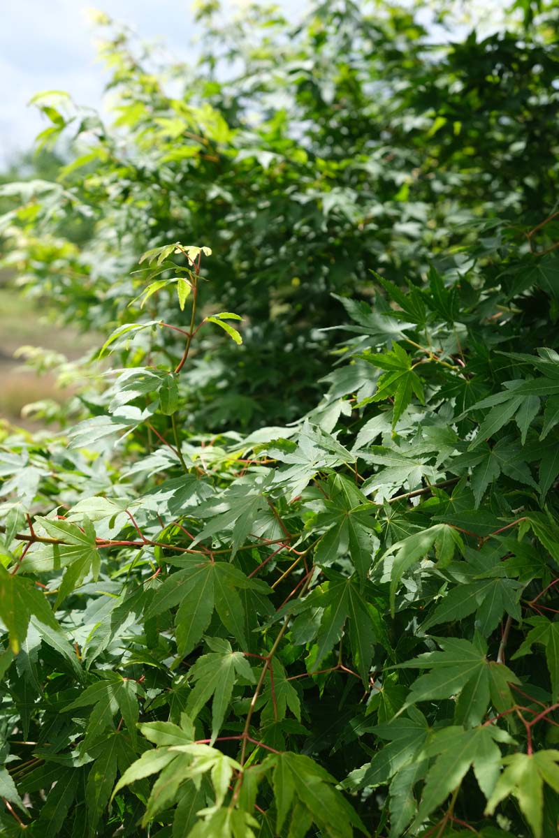 Acer palmatum 'Beni-tsukasa' meerstammig / struik blad