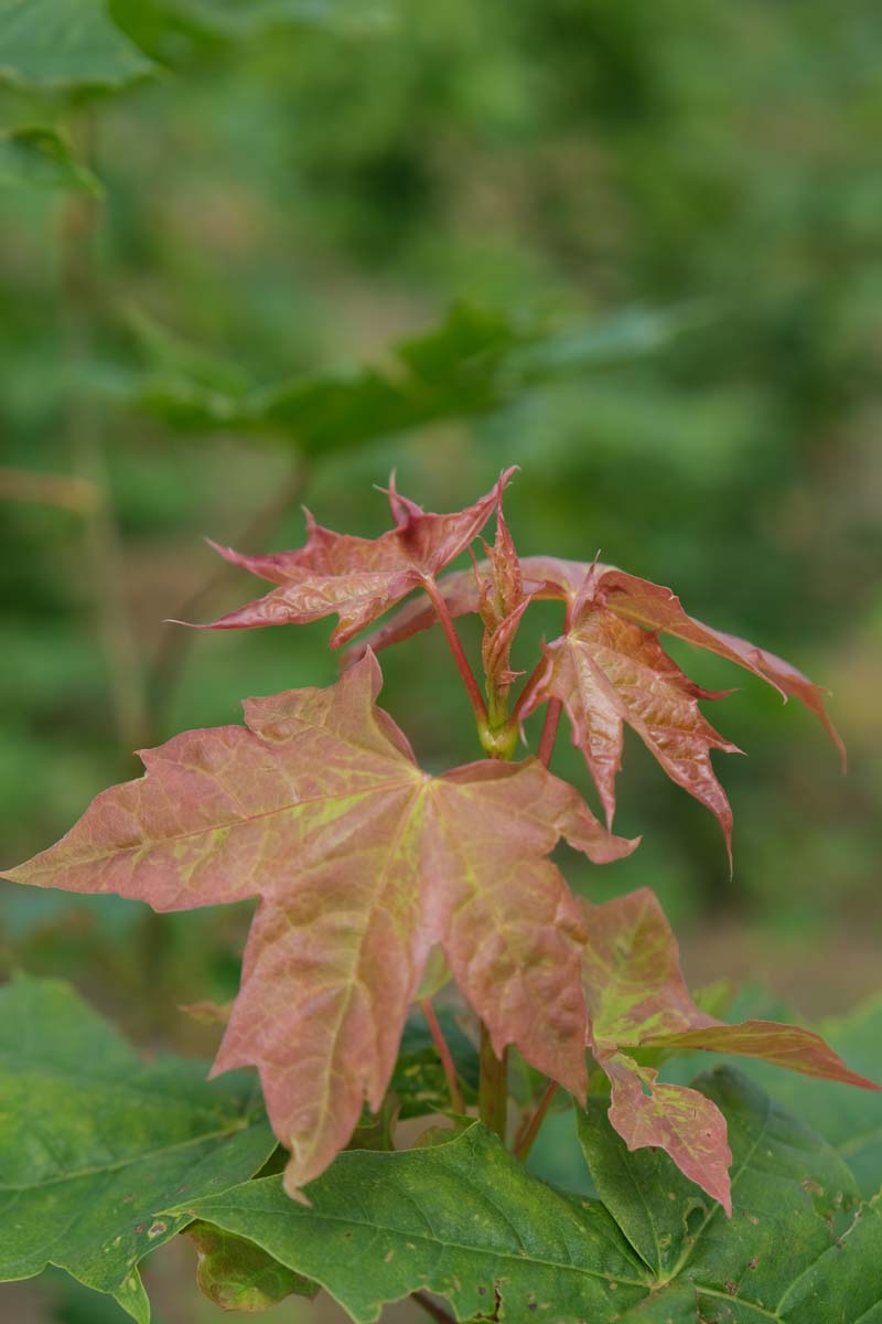 Acer platanoides solitair blad
