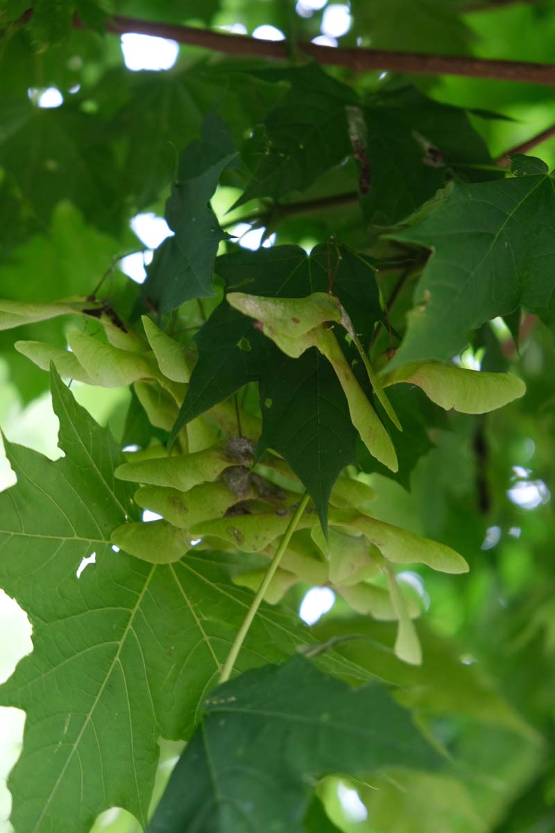 Acer platanoides 'Globosum' meerstammig / struik zaaddoos