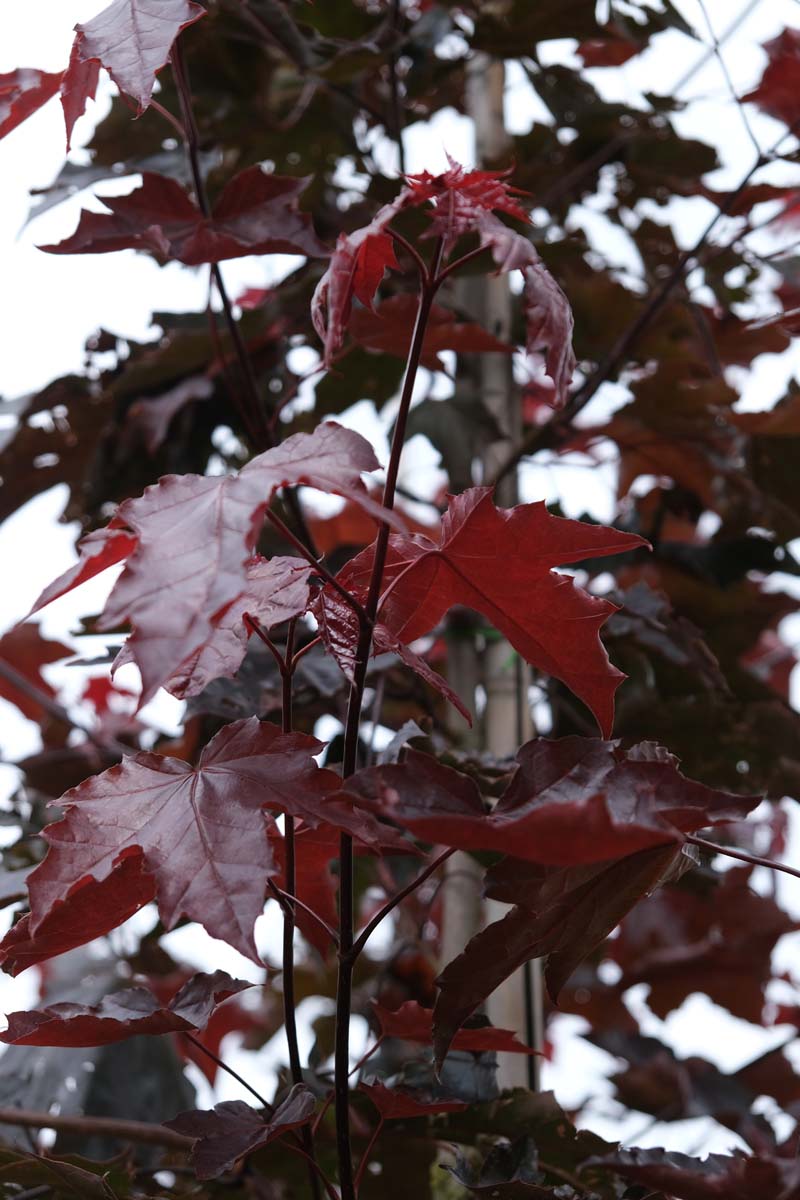 Acer platanoides 'Royal Red' dakboom blad