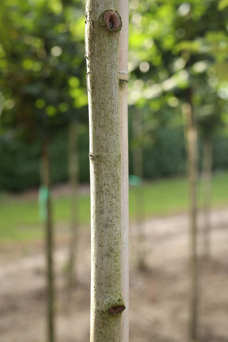 Acer rubrum 'Autumn Flame' op stam stam