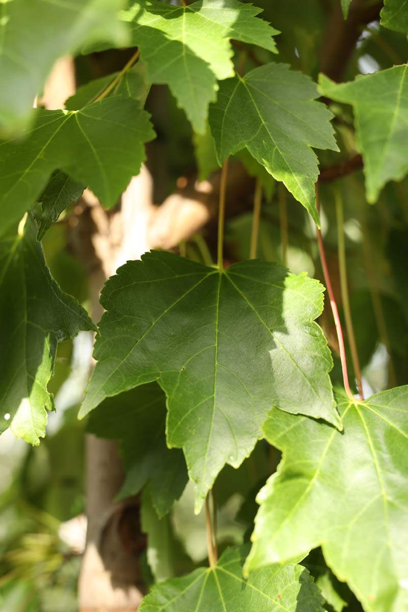 Acer rubrum 'Brandywine' solitair blad