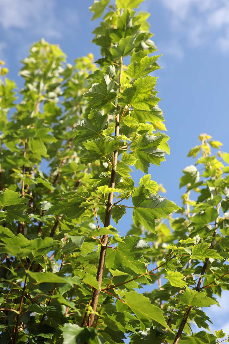 Acer rubrum 'Brandywine' op stam blad