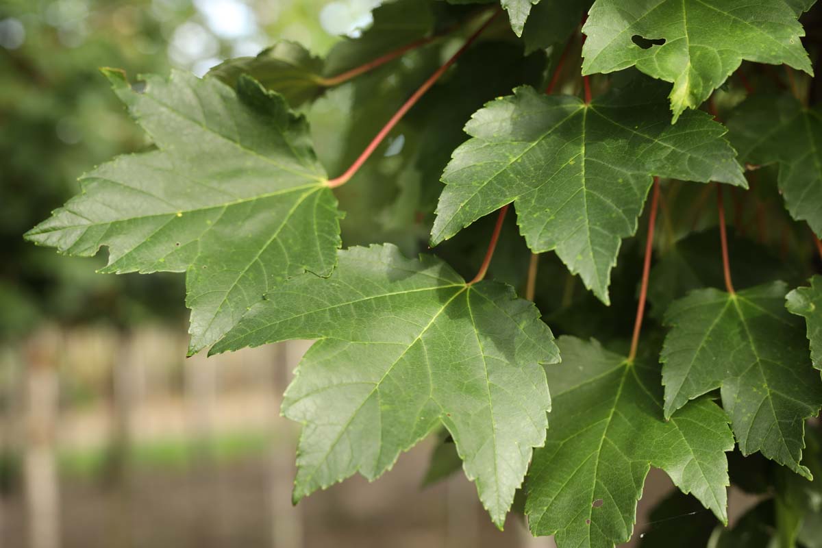 Acer rubrum 'Somerset' meerstammig / struik blad