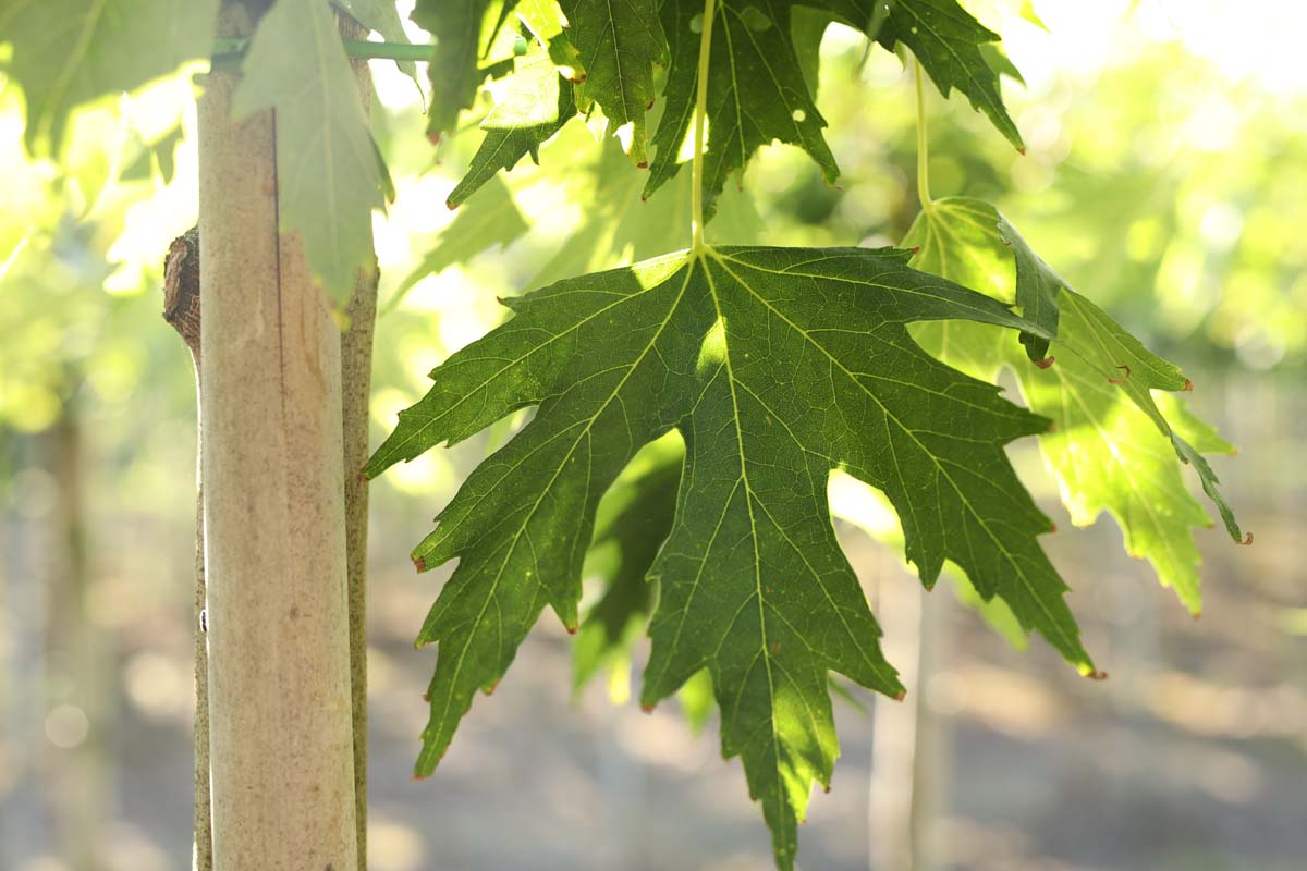 Acer saccharinum 'Laciniatum' op stam blad