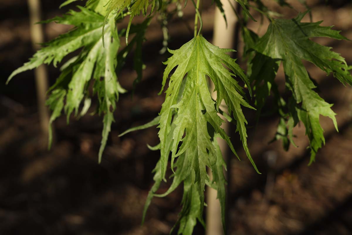 Acer saccharinum 'Laciniatum' op stam blad