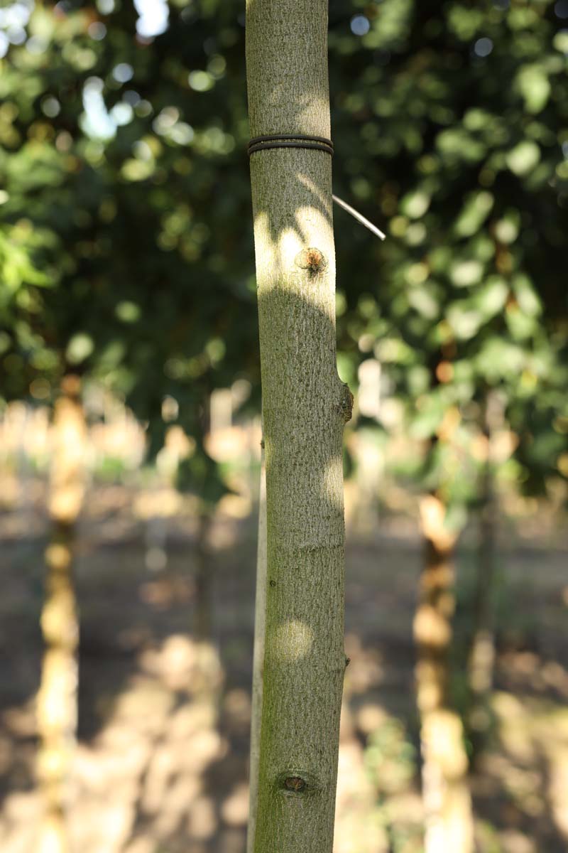 Acer saccharinum 'Laciniatum' op stam stam