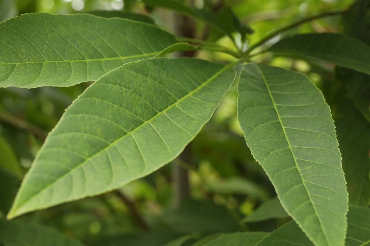 Aesculus chinensis Tuinplanten blad