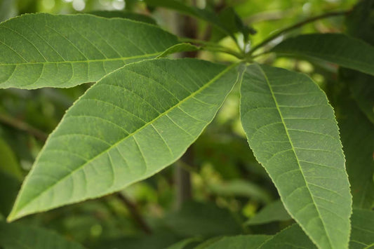 Aesculus chinensis Tuinplanten blad