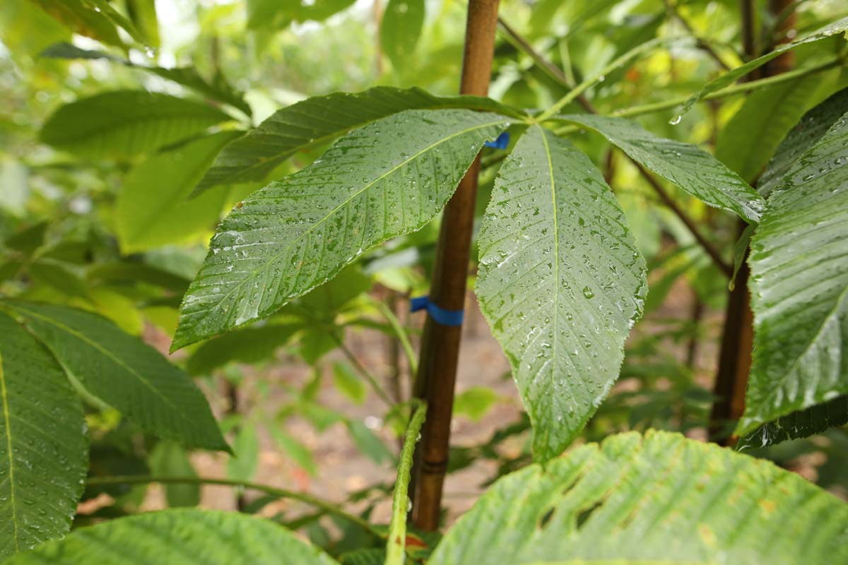 Aesculus flava op stam blad