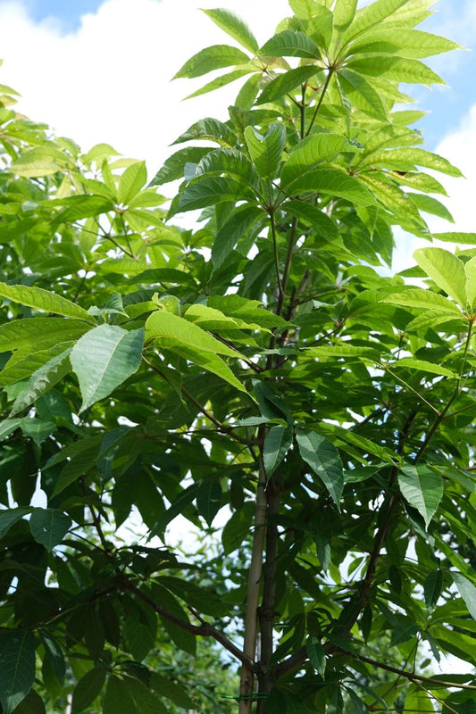 Aesculus glabra Tuinplanten blad