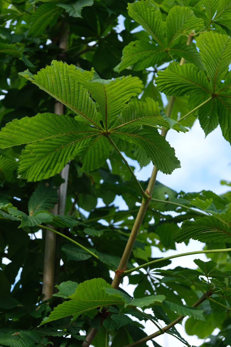Aesculus hippocastanum 'Baumannii' leiboom blad