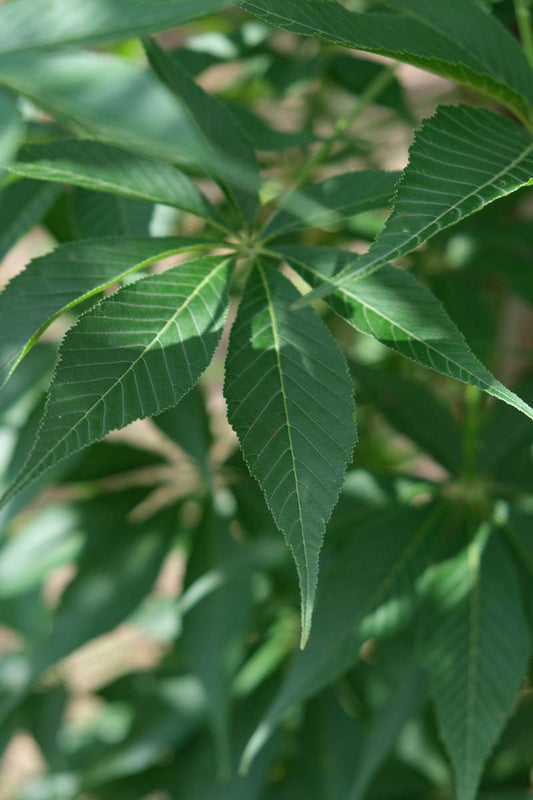 Aesculus indica meerstammig / struik blad