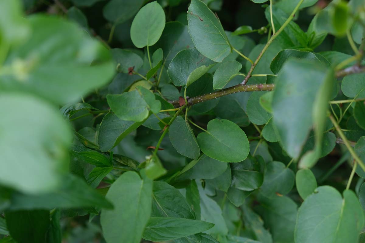 Alnus cordata solitair blad