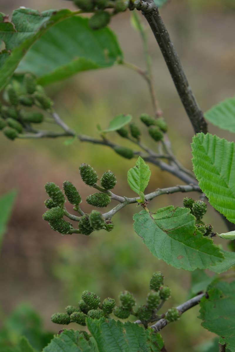 Alnus incana op stam kegel