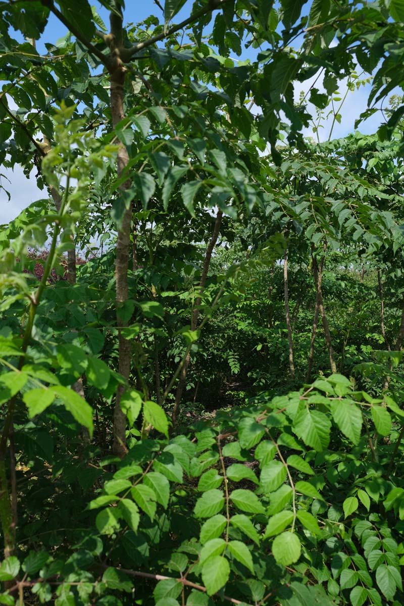 Aralia elata op stam blad
