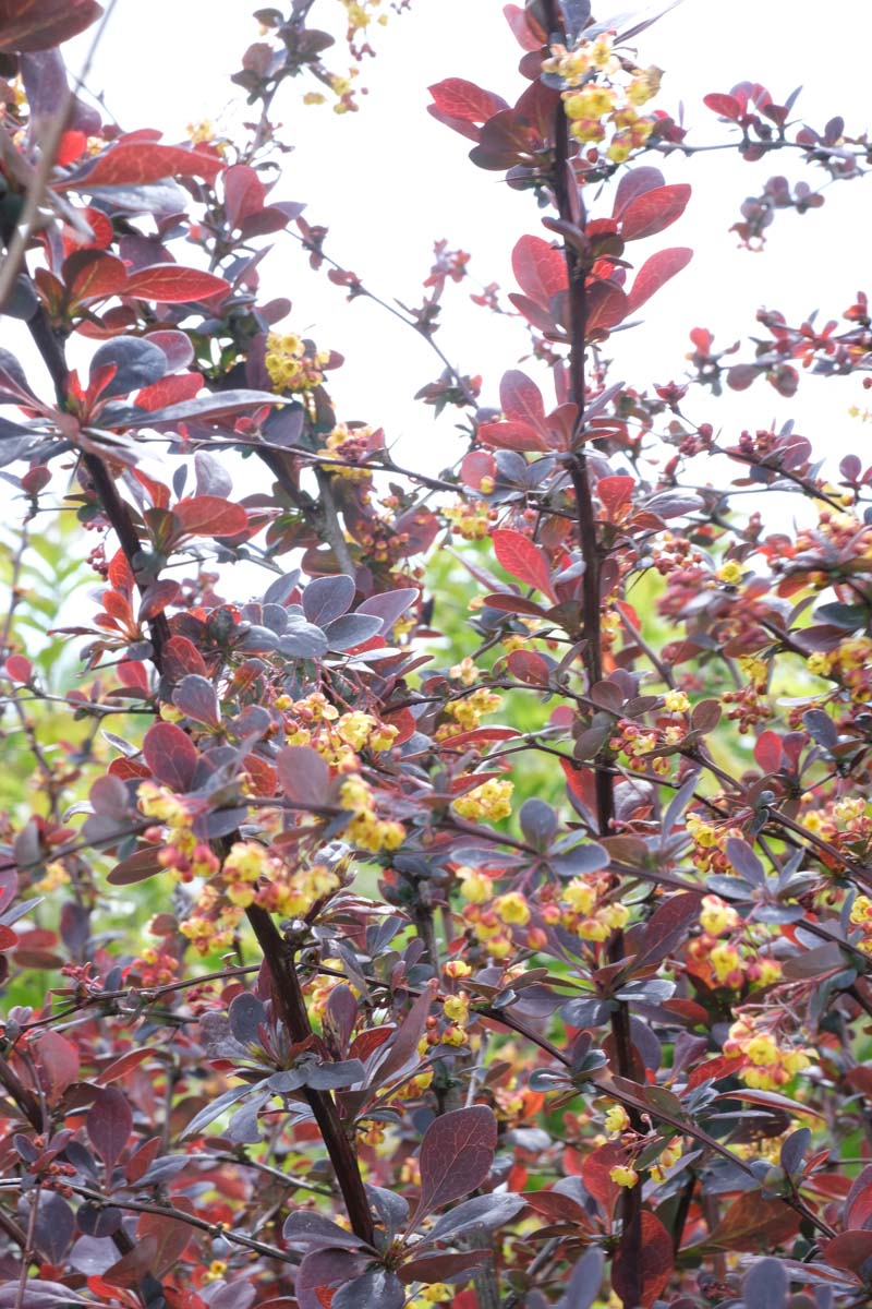 Berberis ottawensis 'Superba' meerstammig / struik bloem
