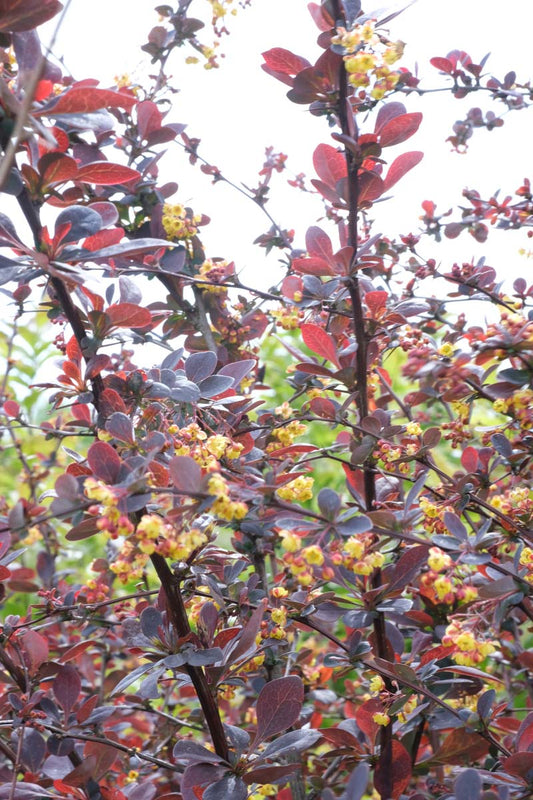 Berberis ottawensis 'Superba' Tuinplanten bloem