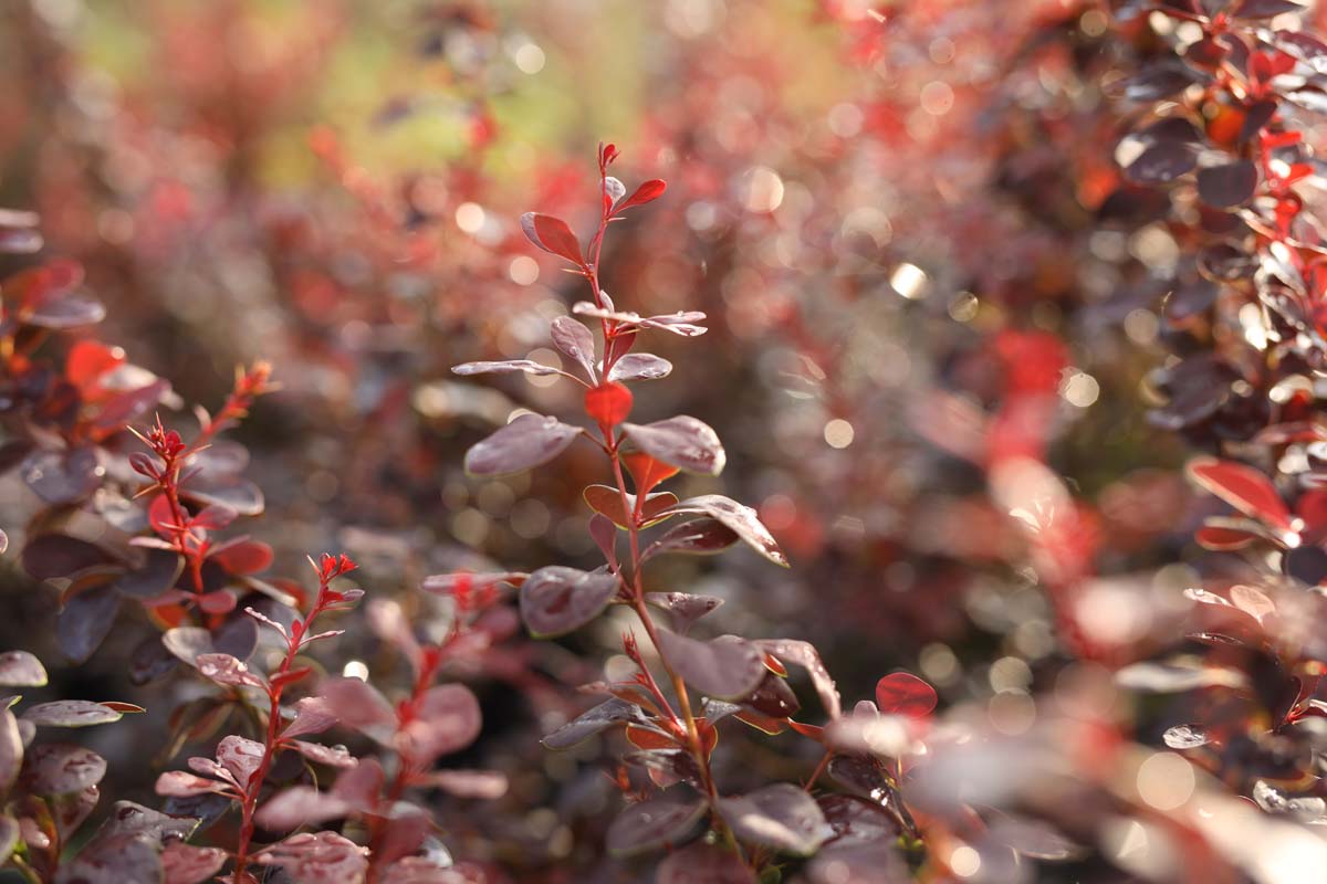 Berberis thunbergii 'Atropurpurea' solitair blad