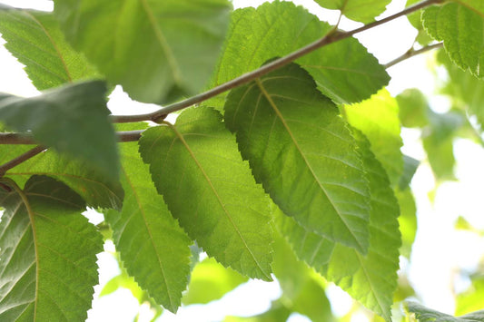 Betula alleghaniensis Tuinplanten blad