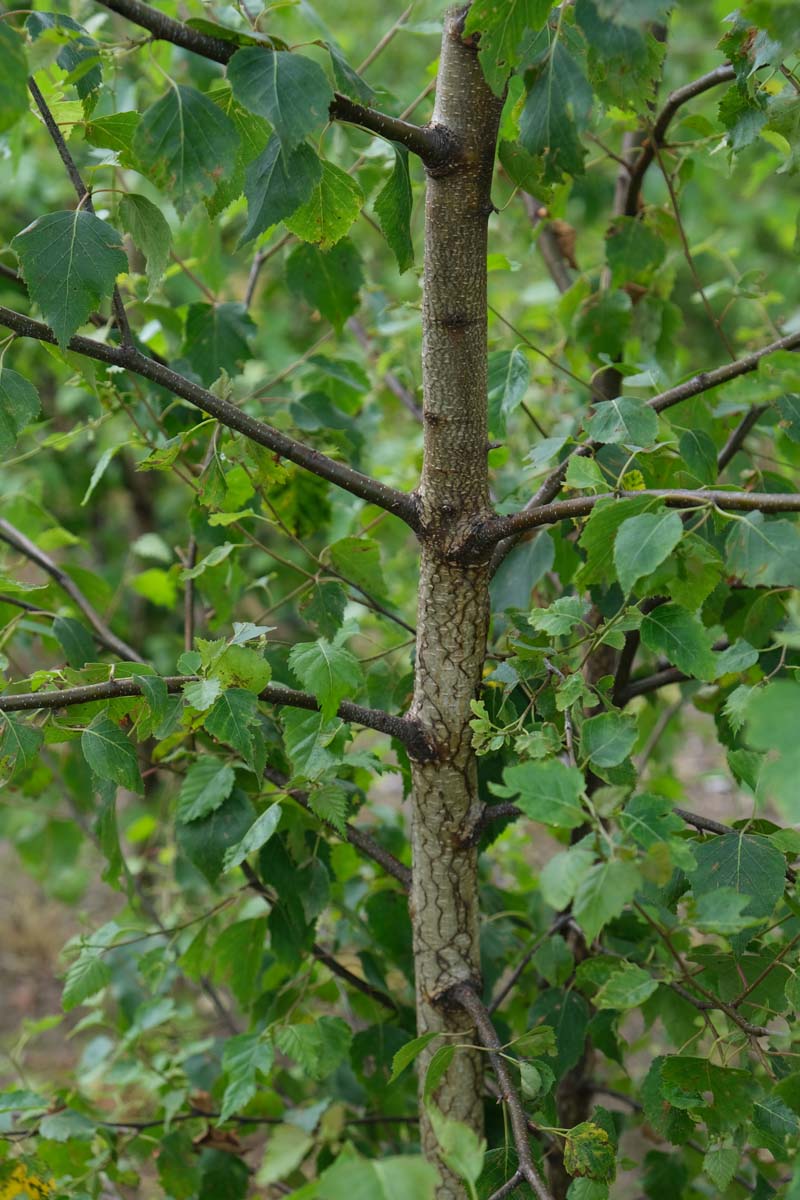 Betula pendula meerstammig / struik stam