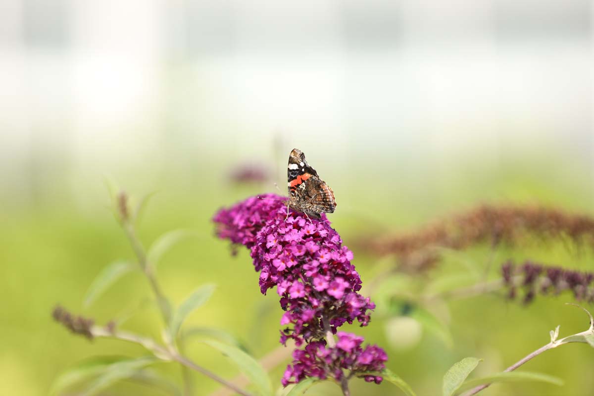 Buddleja davidii 'Royal Red' haagplant bloem