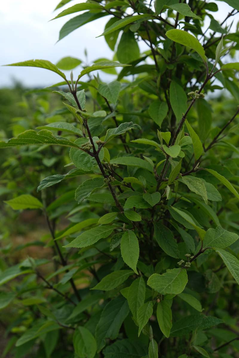 Callicarpa bodinieri 'Profusion' meerstammig / struik blad