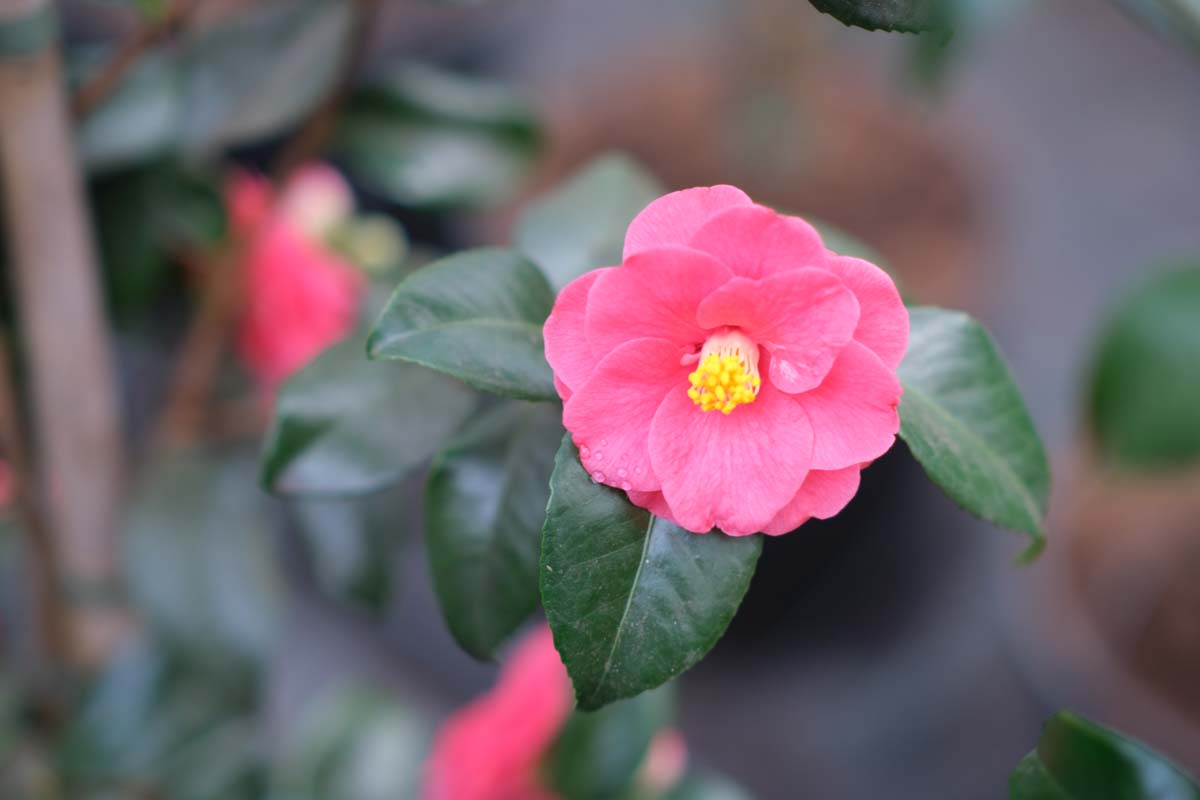 Camellia sinensis Tuinplanten bloem