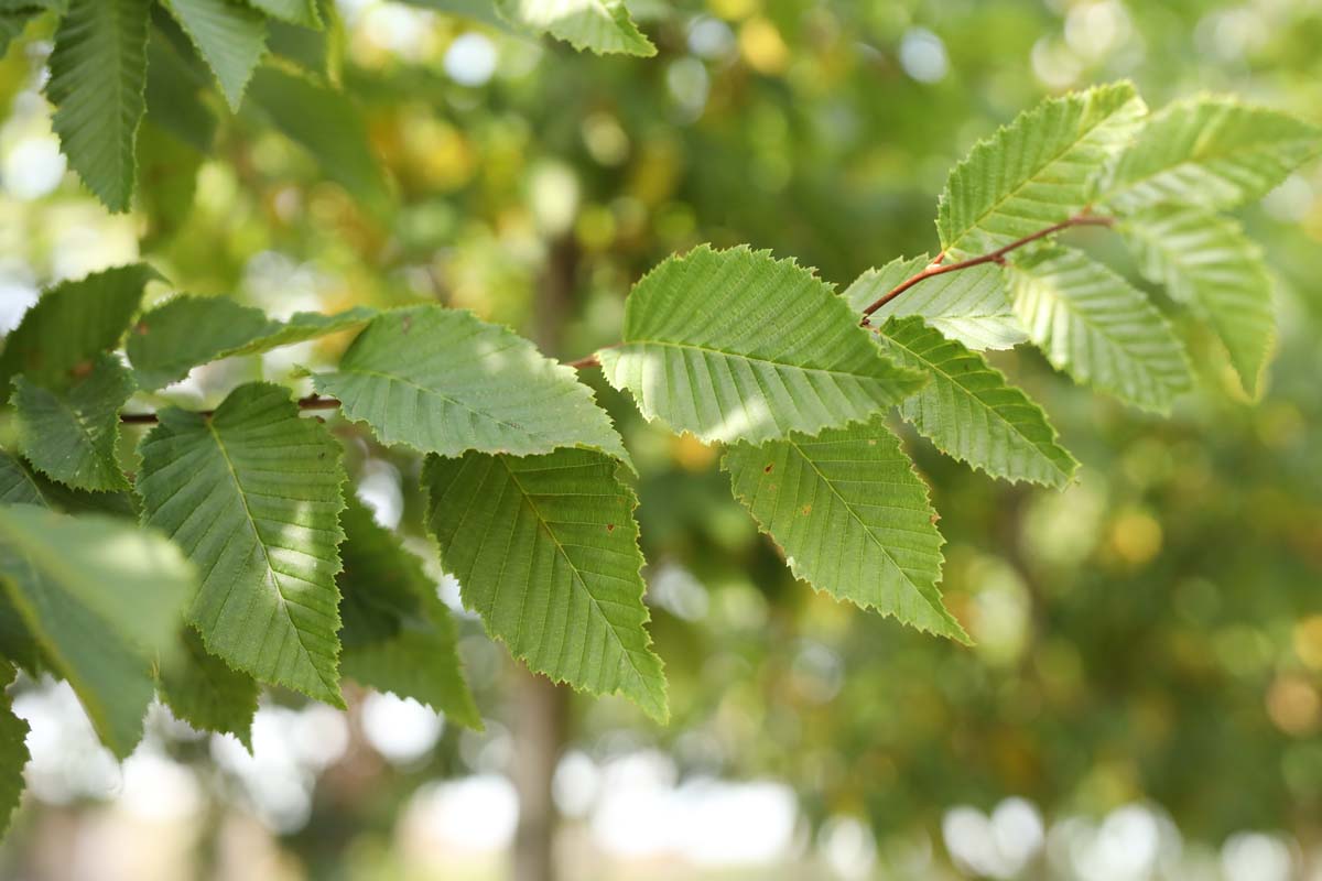 Carpinus betulus 'Frans Fontaine' op stam blad