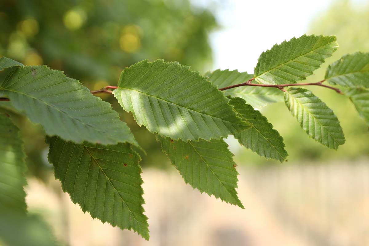 Carpinus betulus 'Frans Fontaine' leiboom blad