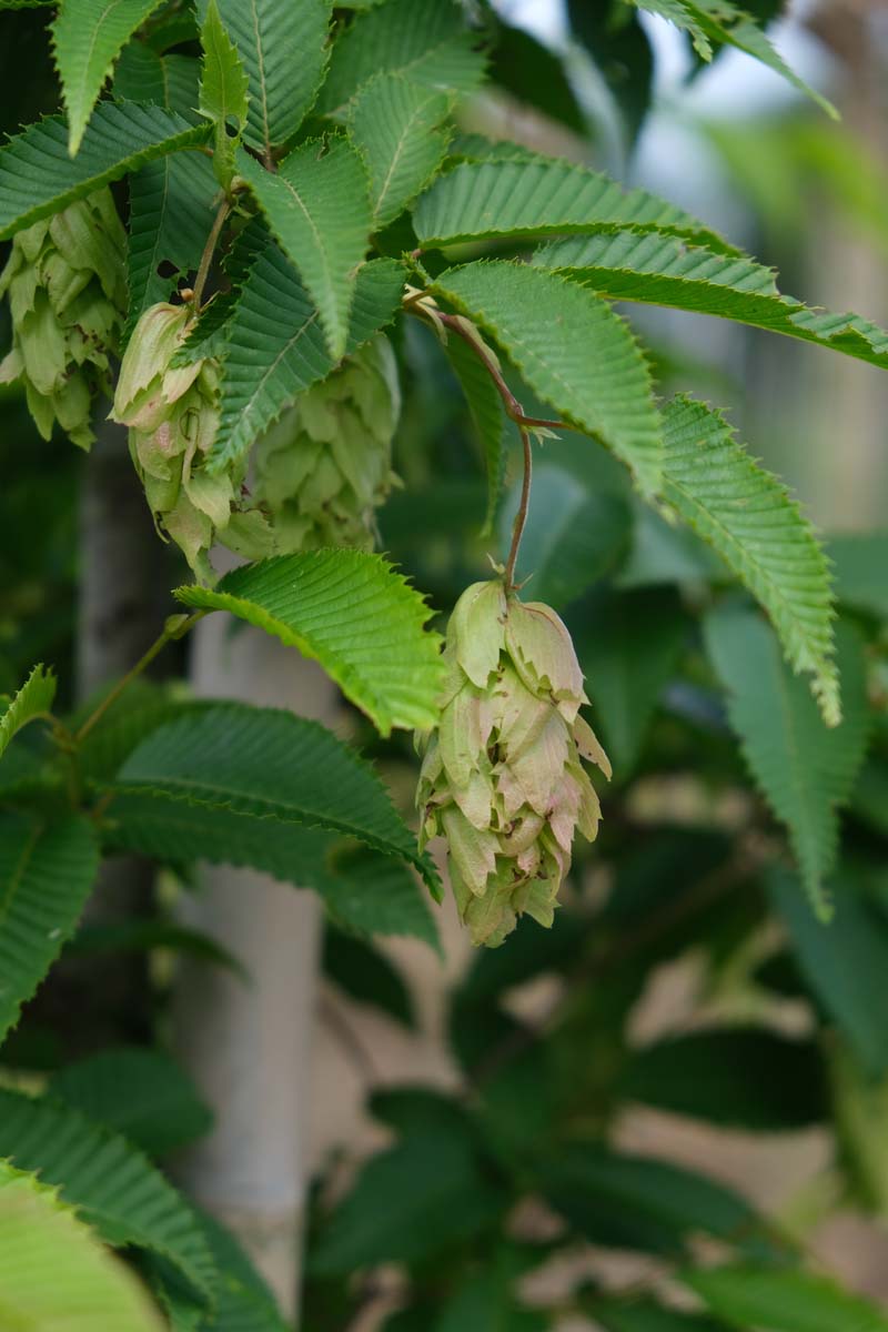 Carpinus betulus leiboom zaaddoos