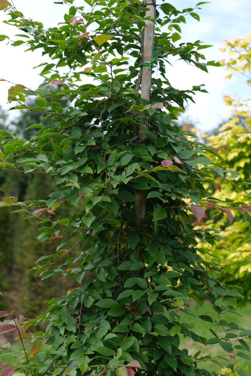 Carpinus monbeigiana op stam blad