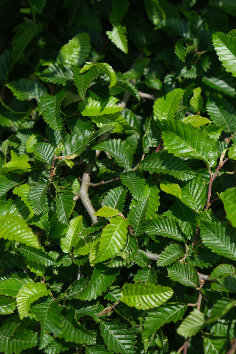 Carpinus orientalis op stam blad