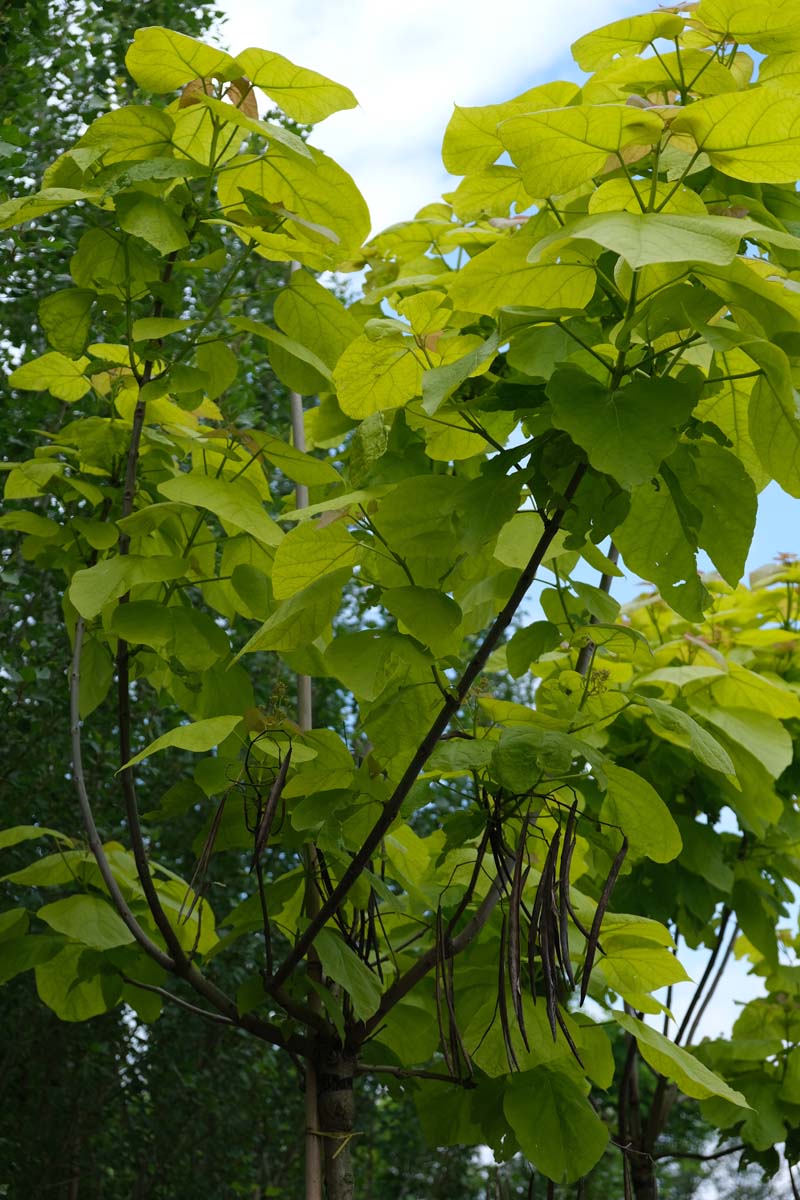 Catalpa bignonioides 'Aurea' solitair zaaddoos