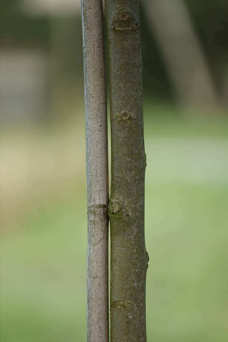 Celtis australis meerstammig / struik stam