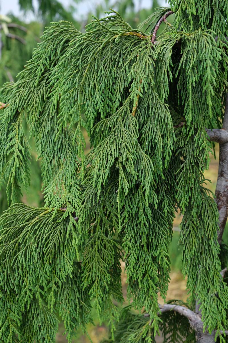Chamaecyparis nootkatensis 'Pendula' Tuinplanten