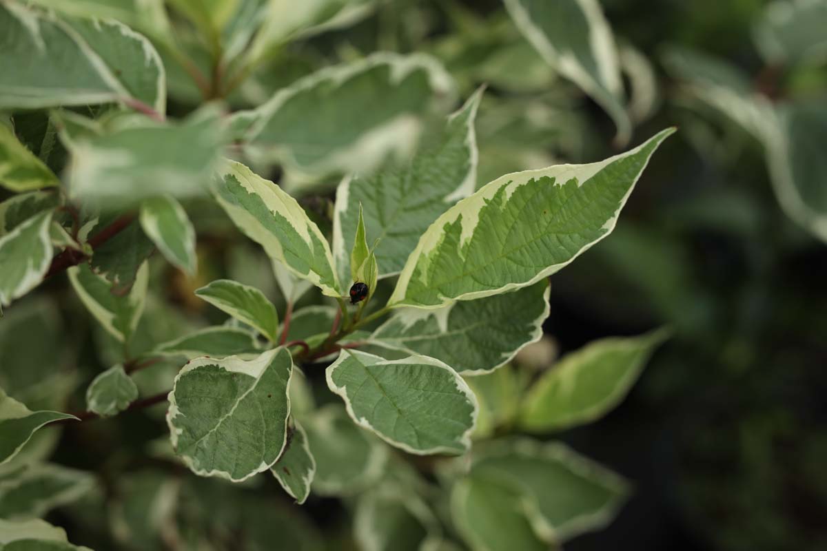 Cornus alba 'Elegantissima' op stam blad