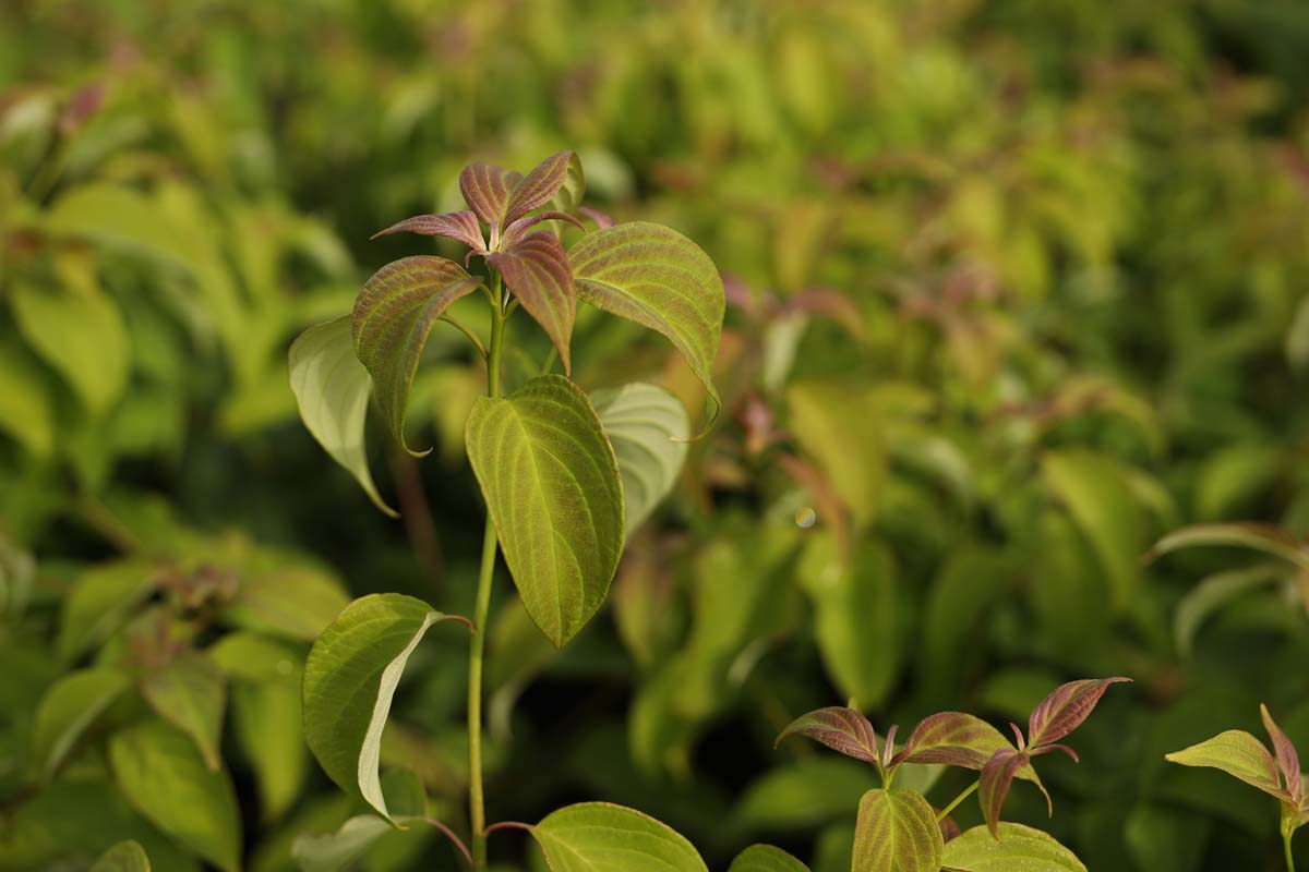 Cornus alternifolia solitair bloem