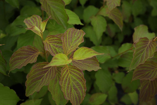 Cornus amomum 'Blue Cloud' meerstammig / struik blad