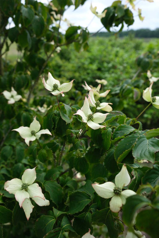 Cornus kousa op stam bloem