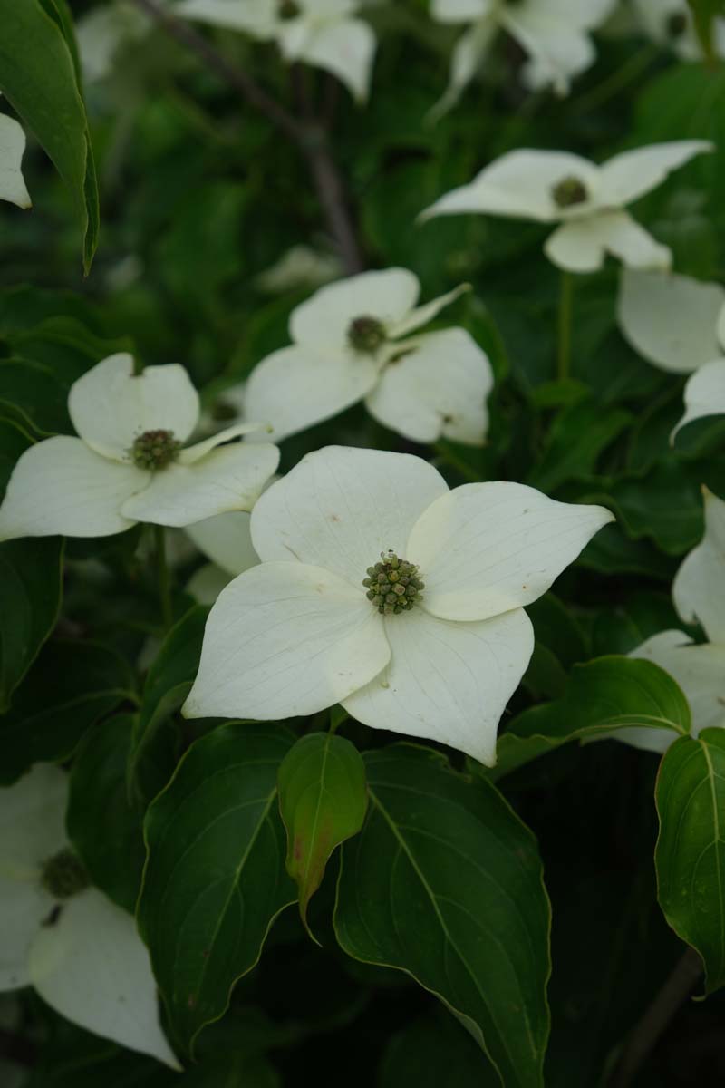 Cornus kousa 'Milky Way' meerstammig / struik bloem