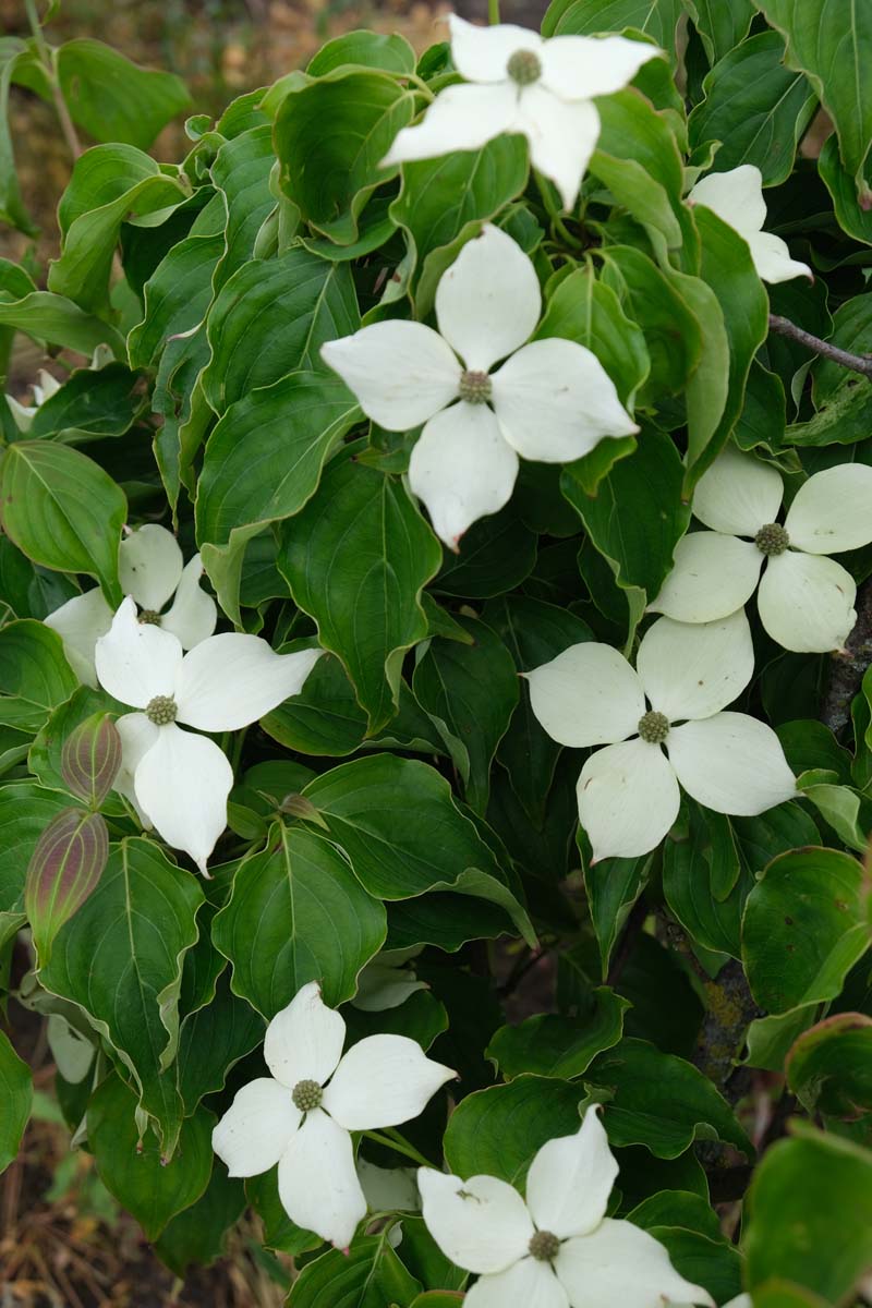 Cornus kousa 'Schmetterling' meerstammig / struik bloem