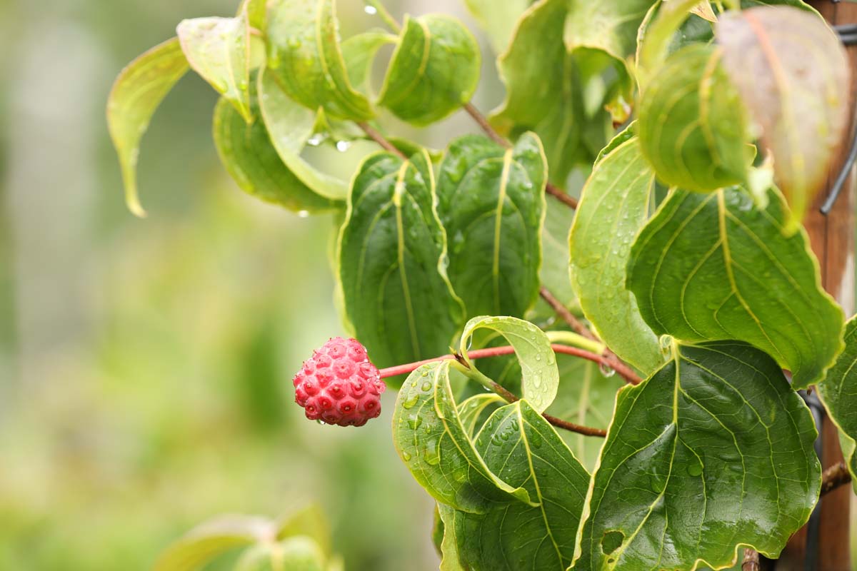 Cornus kousa 'Kreuzdame' Tuinplanten vrucht