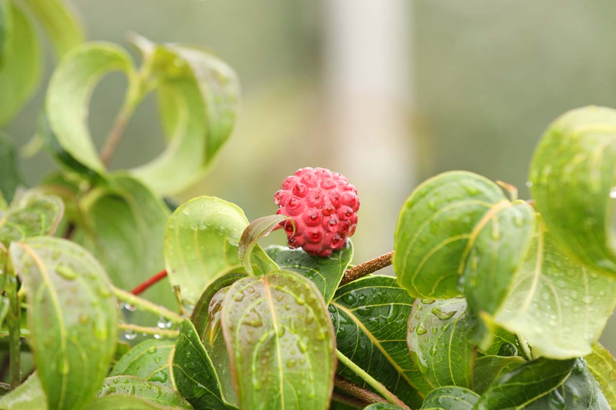 Cornus kousa 'Kreuzdame' op stam vrucht